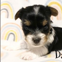 Biewer Terrier and Yorkshire Terrier Puppies from [580] Biewers and Yorkies